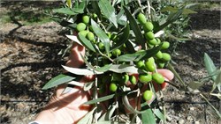 New Zealand Growers More than Double Olive Production with New Techniques